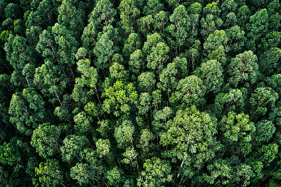 Vegetação e biomas