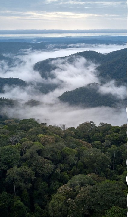 Esquema da evapotranspiração: evaporação do solo e transpiração das plantas devolvendo água à atmosfera
