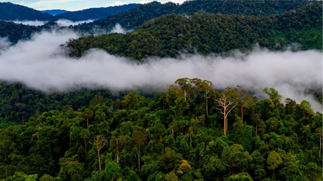 Floresta amazônica e evaporação — o ciclo da água