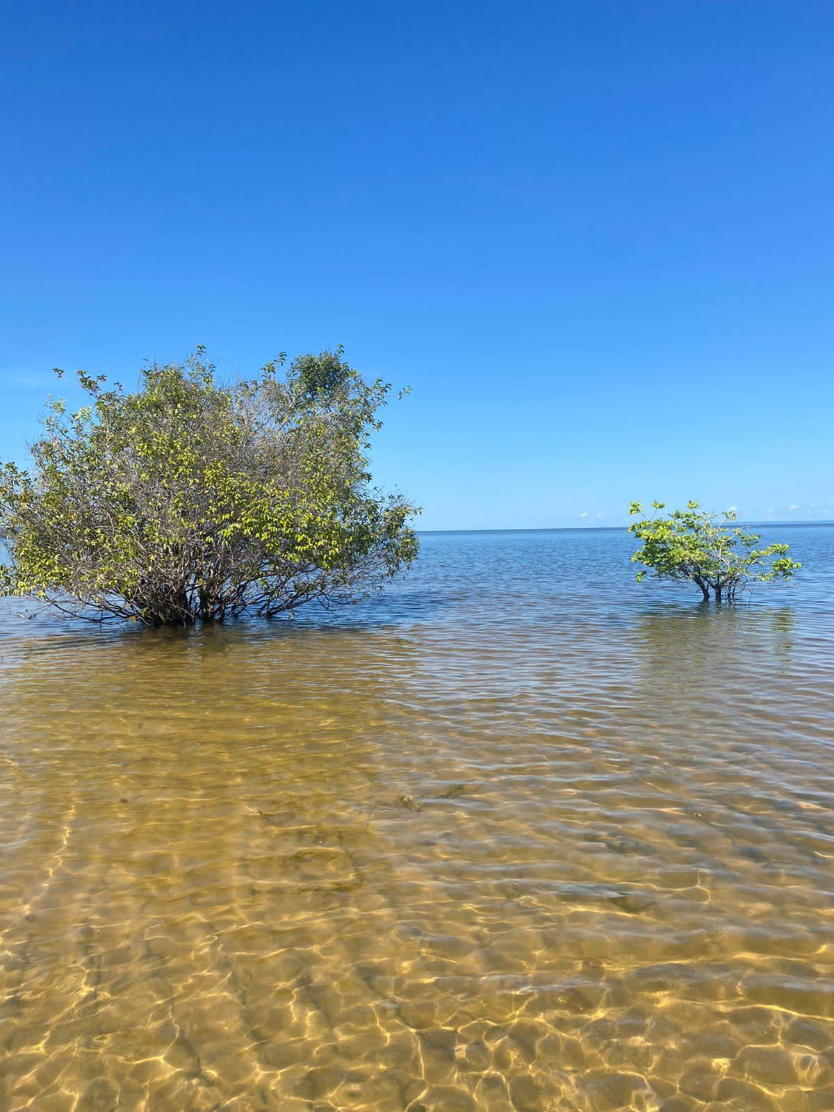 Rio de águas claras da Amazônia, transparente e de tom verde-azulado