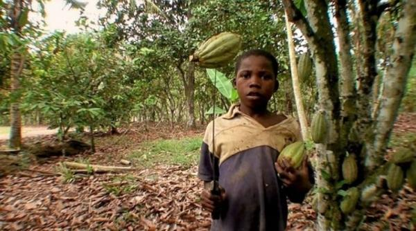 Trabalho infantil na produção de cacau